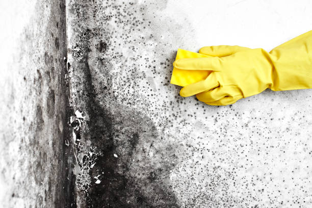 Best Mold Testing and Inspection Services in Downs, IL