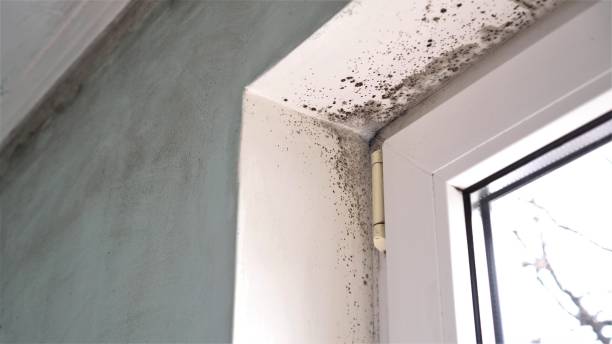 Best DIY Mold Remediation Support Services in Downs, IL