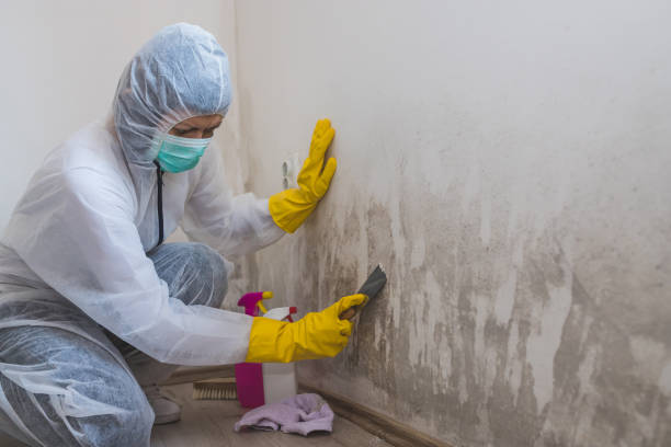 Best Attic Mold Remediation in Downs, IL