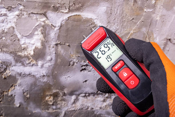 Reliable Downs, IL Mold Remediation Solutions