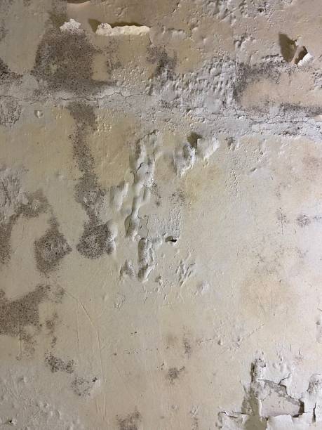 Best Commercial Mold Remediation in Downs, IL