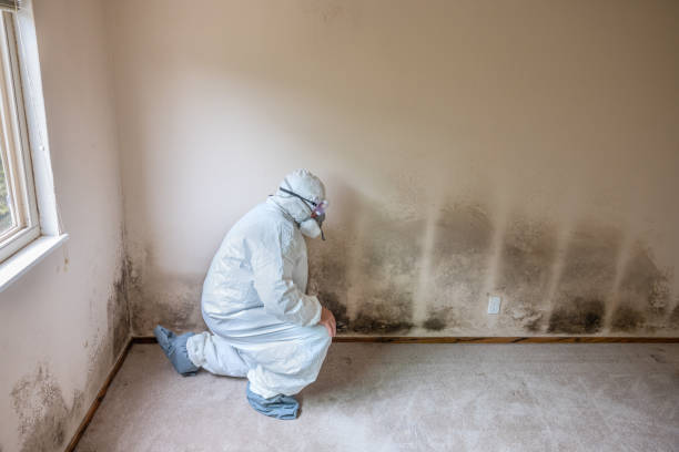 Best Mold Remediation for Specific Building Types in Downs, IL