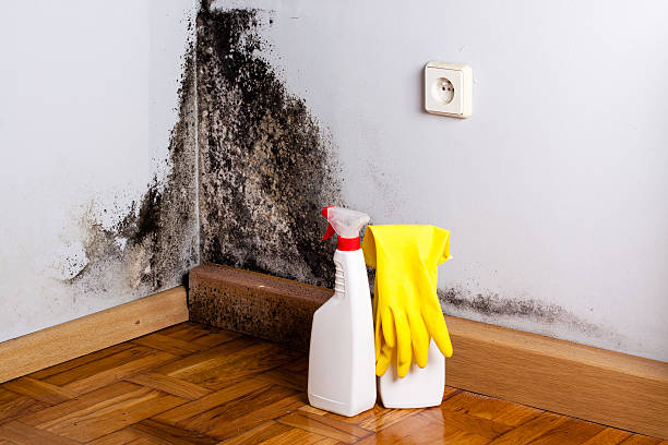Best Residential Mold Remediation in Downs, IL